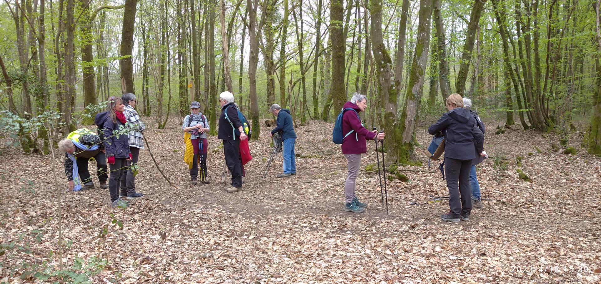 Forêt de Senonches