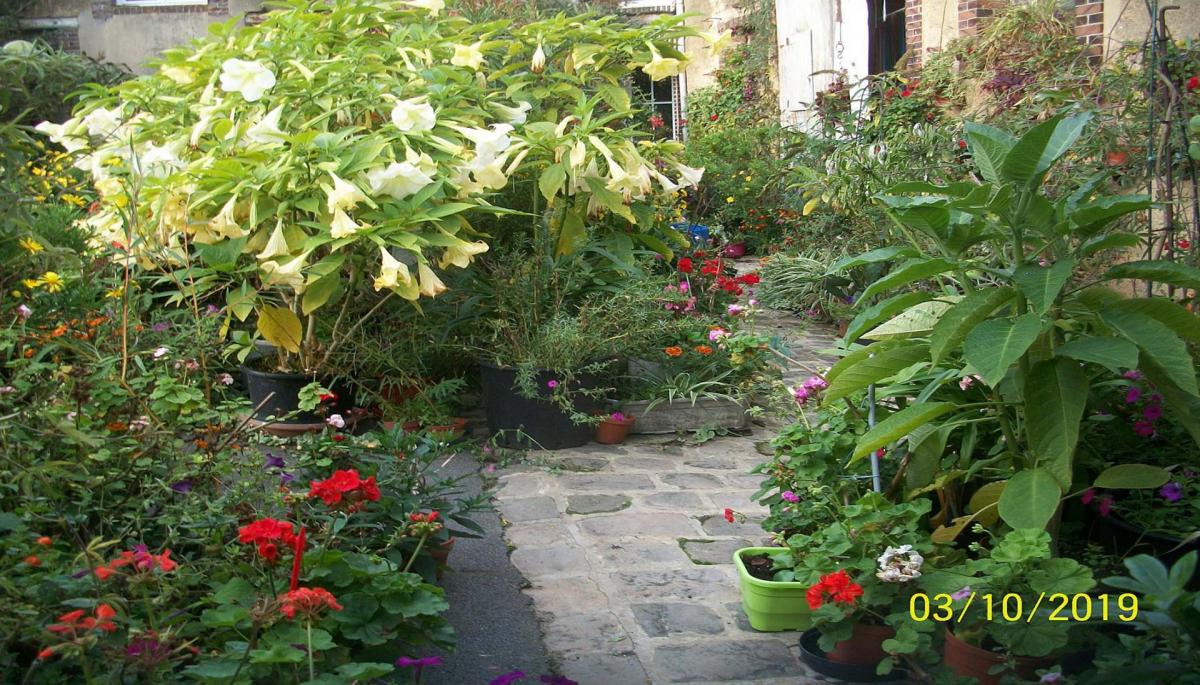 Fleurs octobre 2019 008