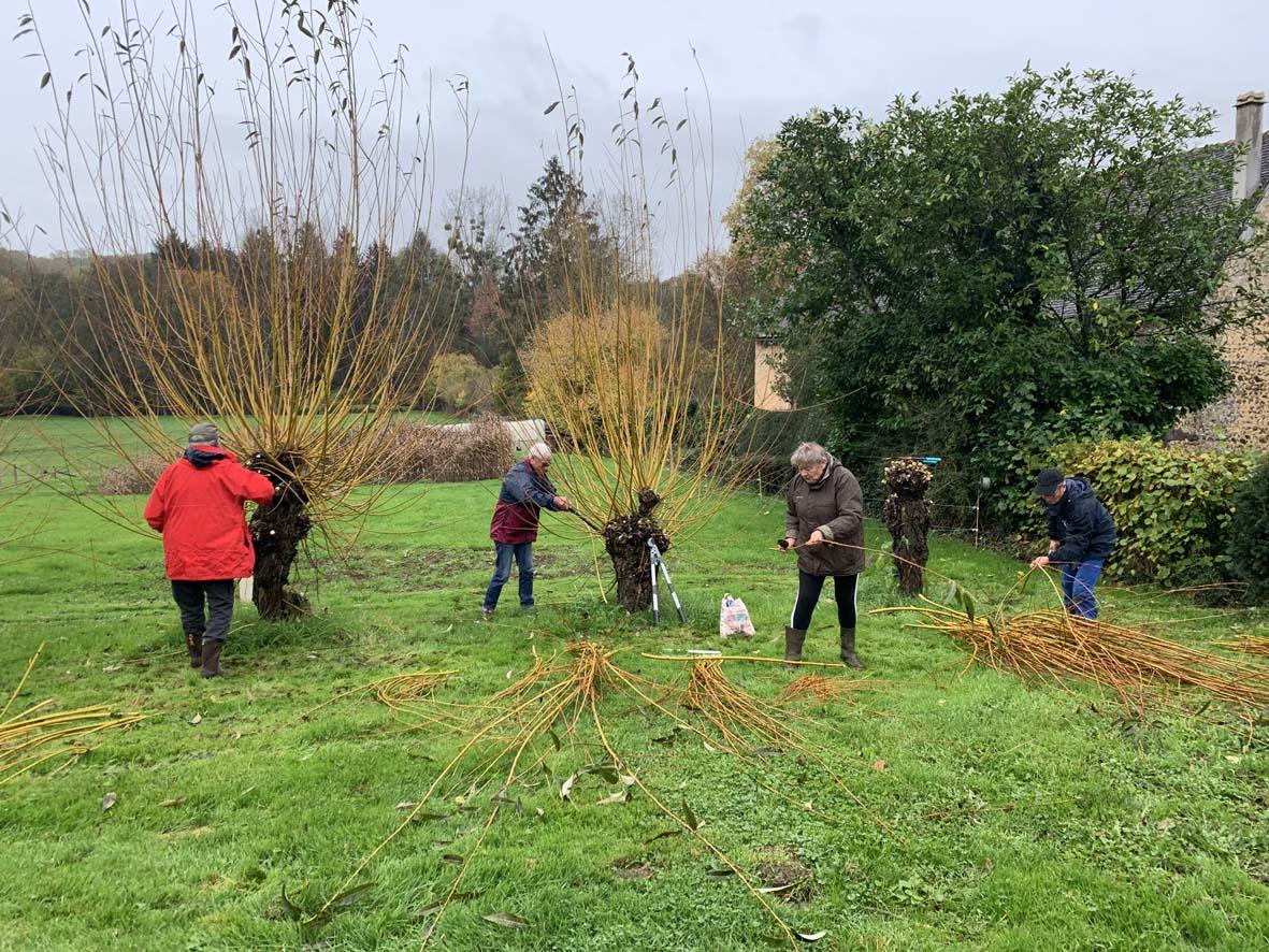 Recolte de l osier nov 2022